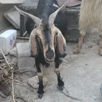 بز ترکی جوان