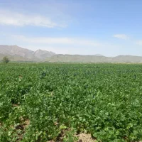 اجاره-زمین-برای-سیب-زمینی