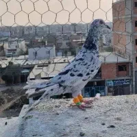 کبوتر اس رنگی و فری|پرنده|گنبد کاووس, |دیوار