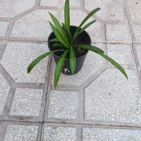 گل گندمی و برگ بیدی بنفش|گل و گیاه طبیعی|سبزوار, باهنر|دیوار