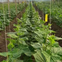 کار در گلخانه