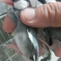 فنچ نرگسی پنگونی وشکلاتی|پرنده|اردبیل, |دیوار