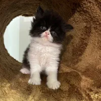 ‌پرشین نر و ماده