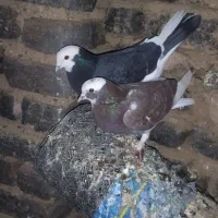 تعدادی کبوتر پرشی|پرنده|کوهدشت, |دیوار