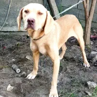 سگ شکاری|سگ|رشت, حمیدیان|دیوار