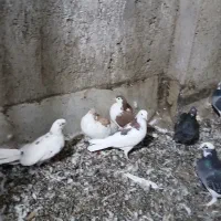 کفتر یاهو|پرنده|کهک, |دیوار