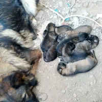 ۴توله سگ ژرمن شپرد به فروش میرسد|سگ|تربت‌حیدریه, میدان مرکزی|دیوار