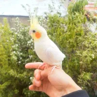 جفت طوطی عروس هلندی مولد