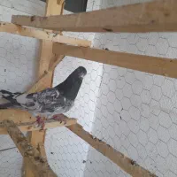 ماده پاکستانی بشرط