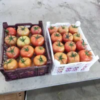 فروش عمده سبد میوه صادراتی تولیدکننده مستقیم