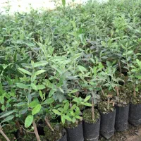 فروش نهال زیتون تخم کپکی|خدمات باغبانی و درختکاری|اقلید, |دیوار