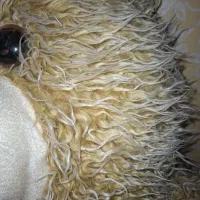 خرس پرز بلند شاخسین|اسباب‌‌بازی|تربت‌حیدریه, بی بی حسنیه|دیوار