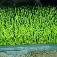 توم هاشمی درجه یک