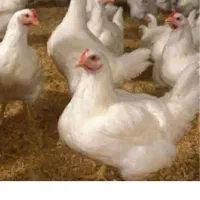 مرغ گوشتی