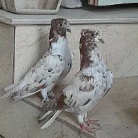 یه  جفت کبوتر  ۷۰۰ هزار تومان