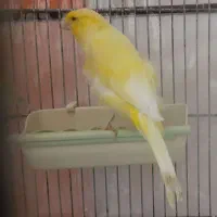 قناری رسمی دم بالای ۱۰.۵