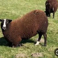 گوسفند پاشکسته سن بالا منتشری
