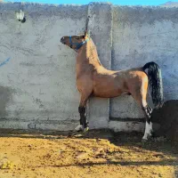 کره سالار فرخشهر تایید ۱ فدراسیون|اسب و تجهیزات اسب‌سواری|فارسان, |دیوار