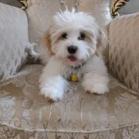 سگ باهوش کوچولو|سگ|قم, بنیاد|دیوار