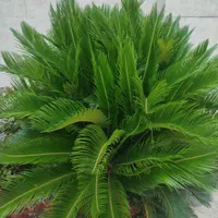 برگ سیکاس|گل و گیاه طبیعی|رشت, بلوار گیلان|دیوار