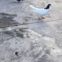 کبوتر سیاه پوش