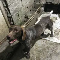 سگ توله شکاری