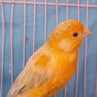 قناری نر بخون