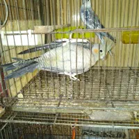 جفت عروس نر و ماده و سنگال جفت مولد