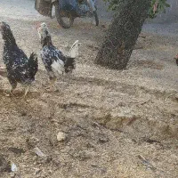 مرغ و خروس و جوجه گلین|حیوانات مزرعه|شهرکرد, |دیوار