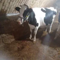 حیوانات مزرعه