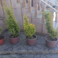 گل های باغی