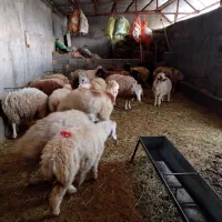 بره پرواری وصادراتی|حیوانات مزرعه|کوهدشت, |دیوار