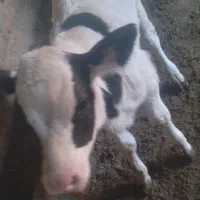 گاو وگوساله نر|حیوانات مزرعه|قنوات, |دیوار