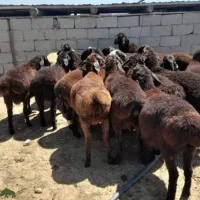 *فقط 3روز* فروش گوسفند تعاونی/نصفگوشت*خونی زنده|حیوانات مزرعه|مشهد, سپاد|دیوار