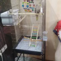 عروس هلندی مولد تخم گذار