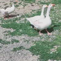 چند تا غاز فروش