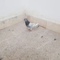 کبوتر کله سبز و طوقی