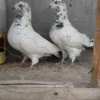 کله دم سبزه حراج|پرنده|اصفهان, قائمیه|دیوار