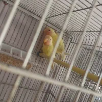 یک جفت طوطی برزیلی