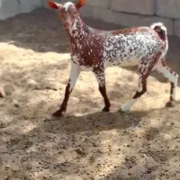 دام های اصلی|حیوانات مزرعه|تربتحیدریه, بازار|دیوار