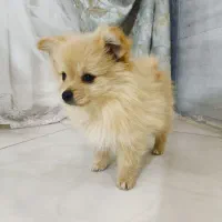 توله پامر دوسر خرسی|سگ|مشهد, انصار|دیوار