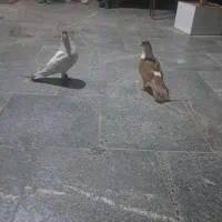 کبوتر پلاس|پرنده|قم, حنیف نژاد|دیوار