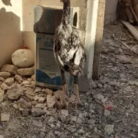 لاری|حیوانات مزرعه|تربتحیدریه, رجایی|دیوار