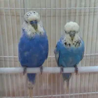مرغ عشق انگلیسی مولد با ۵ تا جوجه