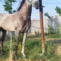 اسب نریان کرد ۶ساله