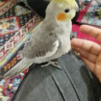 یک جفت عروس هلندی مولد