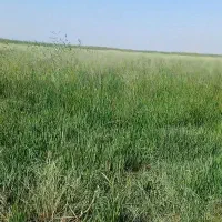علف زنی|خدمات باغبانی و درختکاری|شوشتر, |دیوار