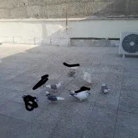 کفتر