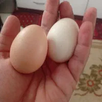 تخم مرغ محلی تازه ارگانیک بابهترین دون تغذیه شده|خوردنی و آشامیدنی|مشهد, امیریه|دیوار