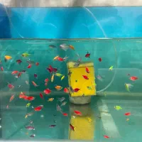 فروش عمده ماهی کالرویدو و زبرا مخصوص شب عید